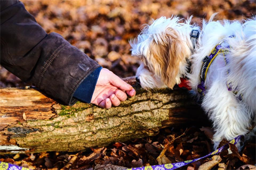 How getting a dog saved my life - Mind How getting a dog saved my life - Mind