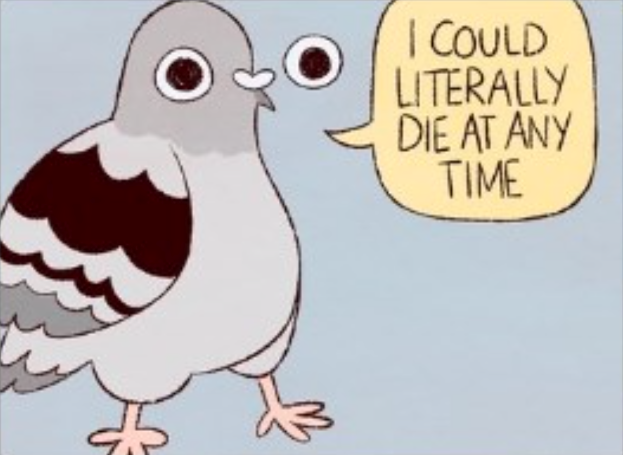 Cartoon of a pigeon saying 'I could literally die at any time'