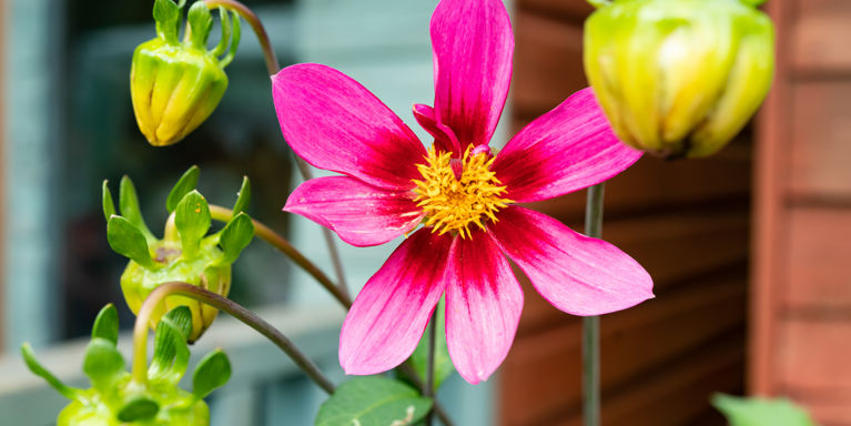 A pink daisy flower in the sunshine