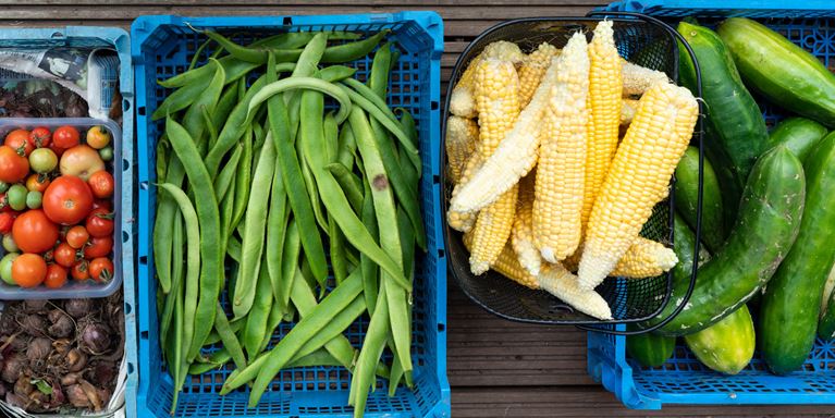 A selection of picked homegrown vegetables in baskets