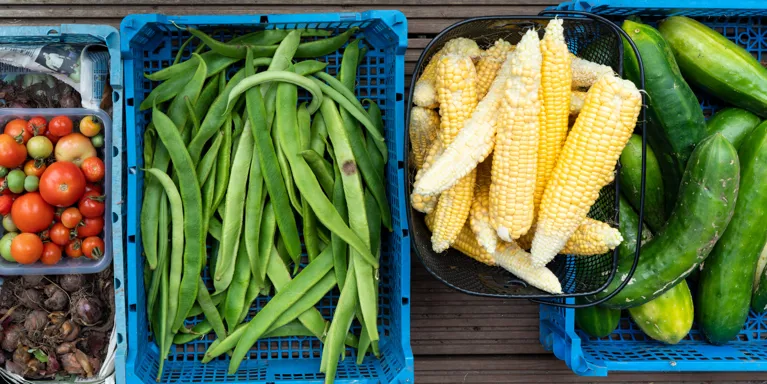 A selection of picked homegrown vegetables in baskets A selection of picked homegrown vegetables in baskets