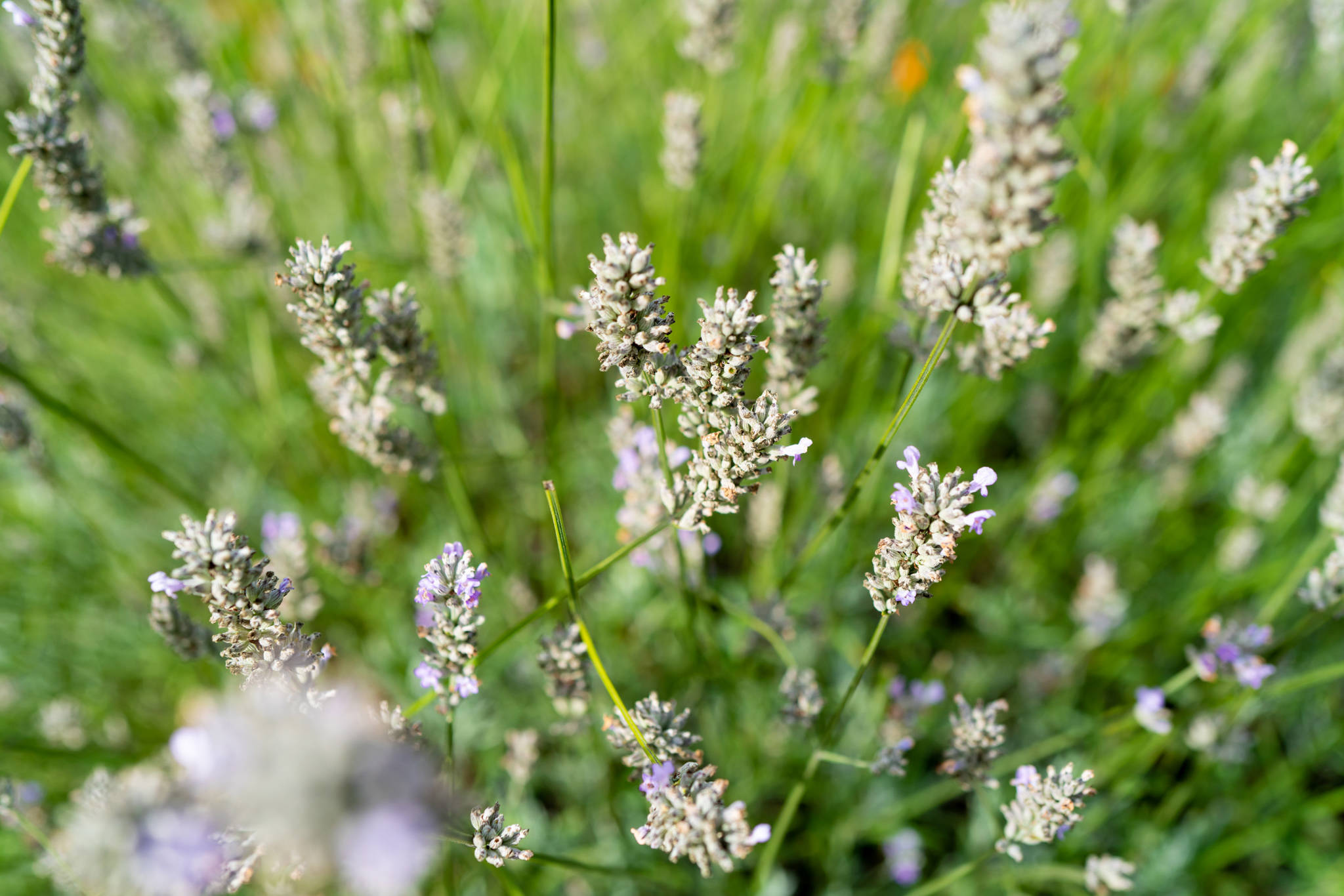 Lavender