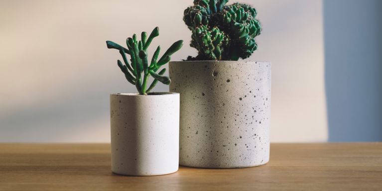Houseplants in pots closeup