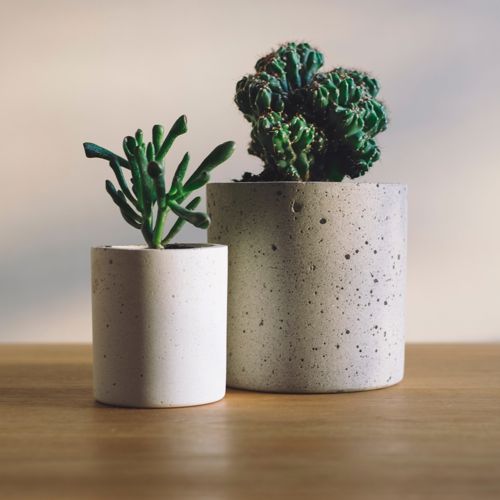 Houseplants in pots closeup